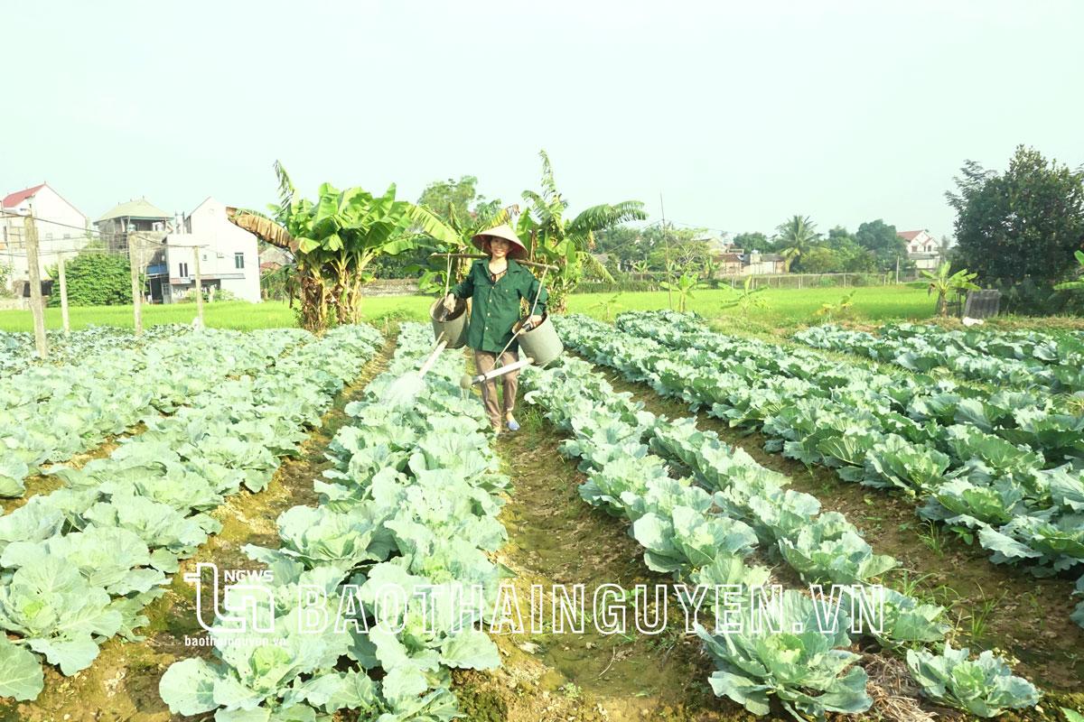 Dạo chơi giữa những cánh đồng rau xanh mướt