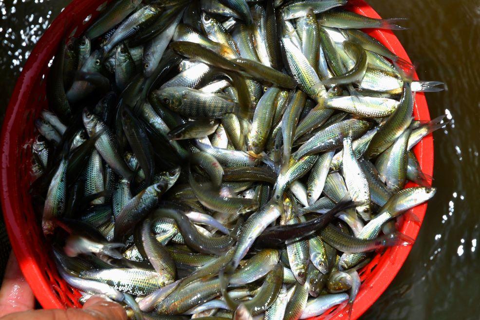 Hương Vị Độc Đáo Của Cá Linh - Biểu Tượng Của Mùa Nước Nổi